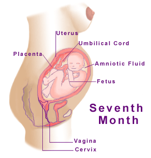 7th month of pregnancy
